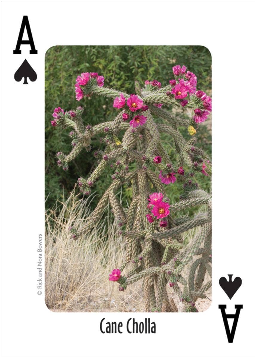Cactus of Southwest Playing Cards