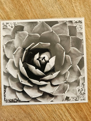 (C) Polaroid - Photo - Cactus Flower