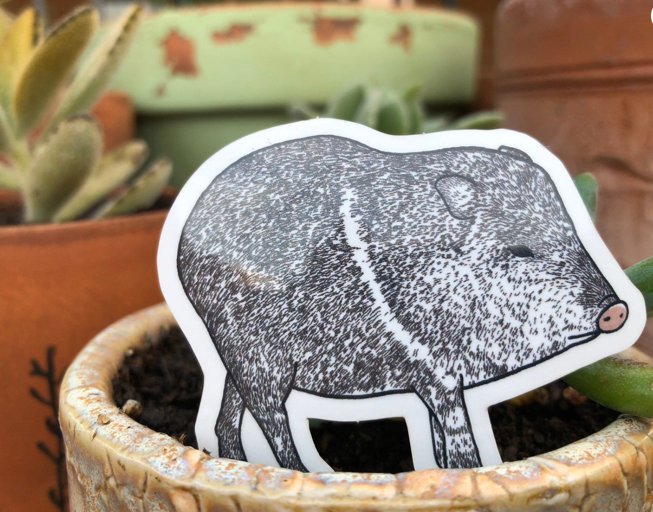 Javelina Sticker – Why I Love Where I Live